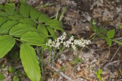False solomon's-seal, Maianthemum racemosum