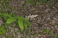 False solomon's-seal, Maianthemum racemosum