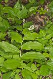 False solomon's-seal, Maianthemum racemosum