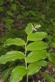 False solomon's-seal, Maianthemum racemosum