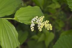 False solomon's-seal, Maianthemum racemosum