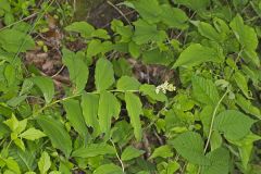 False solomon's-seal, Maianthemum racemosum