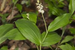 False solomon's-seal, Maianthemum racemosum