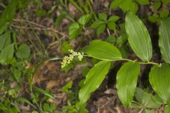 False solomon's-seal, Maianthemum racemosum