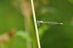 Familiar Bluet Damselfly