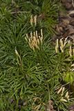Fan Clubmoss, Diphasiastrum digitatum