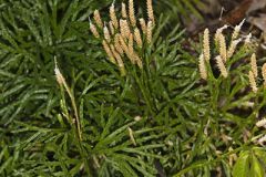 Fan Clubmoss
