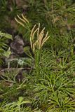 Fan Clubmoss, Diphasiastrum digitatum