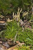 Fan Clubmoss, Diphasiastrum digitatum