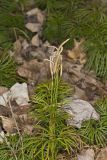 Fan Clubmoss, Diphasiastrum digitatum