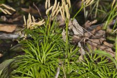 Fan Clubmoss, Diphasiastrum digitatum
