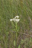 Fen indian Plantain, Arnoglossum plantagineum