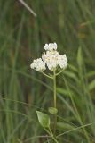 Fen indian Plantain, Arnoglossum plantagineum