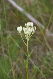 Fen indian Plantain, Arnoglossum plantagineum