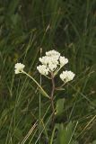 Fen indian Plantain, Arnoglossum plantagineum