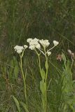 Fen indian Plantain, Arnoglossum plantagineum