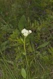Fen indian Plantain, Arnoglossum plantagineum