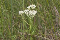 Fen Indian Plantain, Arnoglossum plantagineum