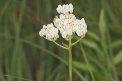 Fen Indian Plantain, Arnoglossum plantagineum