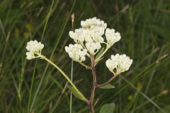 Fen Indian Plantain, Arnoglossum plantagineum