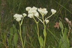 Fen Indian Plantain, Arnoglossum plantagineum