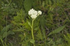 Fen Indian Plantain, Arnoglossum plantagineum
