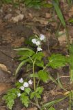 Fernleaf Phacelia, Phacelia bipinnatifida
