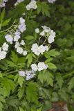 Fernleaf Phacelia, Phacelia bipinnatifida