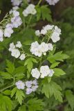 Fernleaf Phacelia, Phacelia bipinnatifida