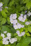Fernleaf Phacelia, Phacelia bipinnatifida