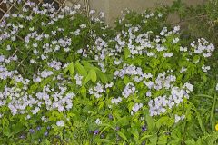 Fernleaf Phacelia, Phacelia bipinnatifida