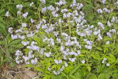 Fernleaf Phacelia, Phacelia bipinnatifida
