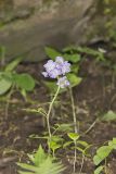 Fernleaf Phacelia, Phacelia bipinnatifida