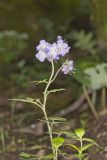 Fernleaf Phacelia, Phacelia bipinnatifida