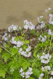 Fernleaf Phacelia, Phacelia bipinnatifida