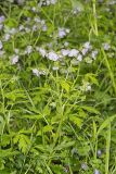 Fernleaf Phacelia, Phacelia bipinnatifida