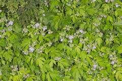 Fernleaf Phacelia, Phacelia bipinnatifida