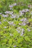 Fernleaf Phacelia, Phacelia bipinnatifida