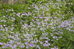 Fernleaf Phacelia, Phacelia bipinnatifida