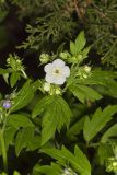Fernleaf Phacelia, Phacelia bipinnatifida