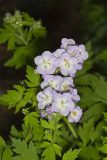 Fernleaf Phacelia, Phacelia bipinnatifida