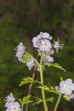 Fernleaf Phacelia, Phacelia bipinnatifida