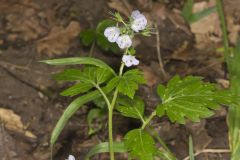 Fernleaf Phacelia, Phacelia bipinnatifida