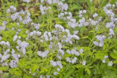 Fernleaf Phacelia, Phacelia bipinnatifida