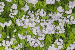 Fernleaf Phacelia, Phacelia bipinnatifida
