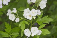 Fernleaf Phacelia, Phacelia bipinnatifida