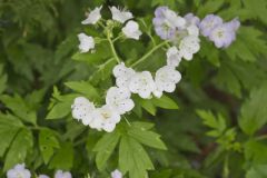 Fernleaf Phacelia, Phacelia bipinnatifida