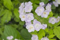 Fernleaf Phacelia, Phacelia bipinnatifida