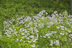 Fernleaf Phacelia, Phacelia bipinnatifida