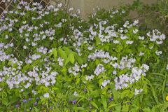 Fernleaf Phacelia, Phacelia bipinnatifida